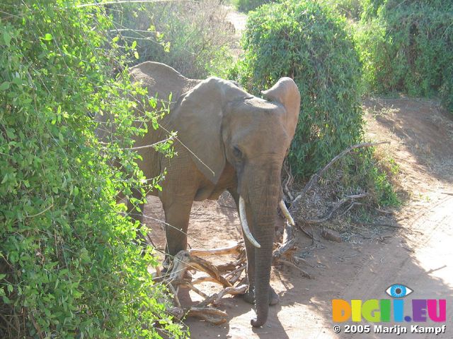 14152 Elephant crossing the road